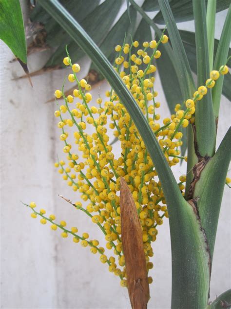 椰子開花|袖珍椰子开花什么预兆，怎么养才会开花